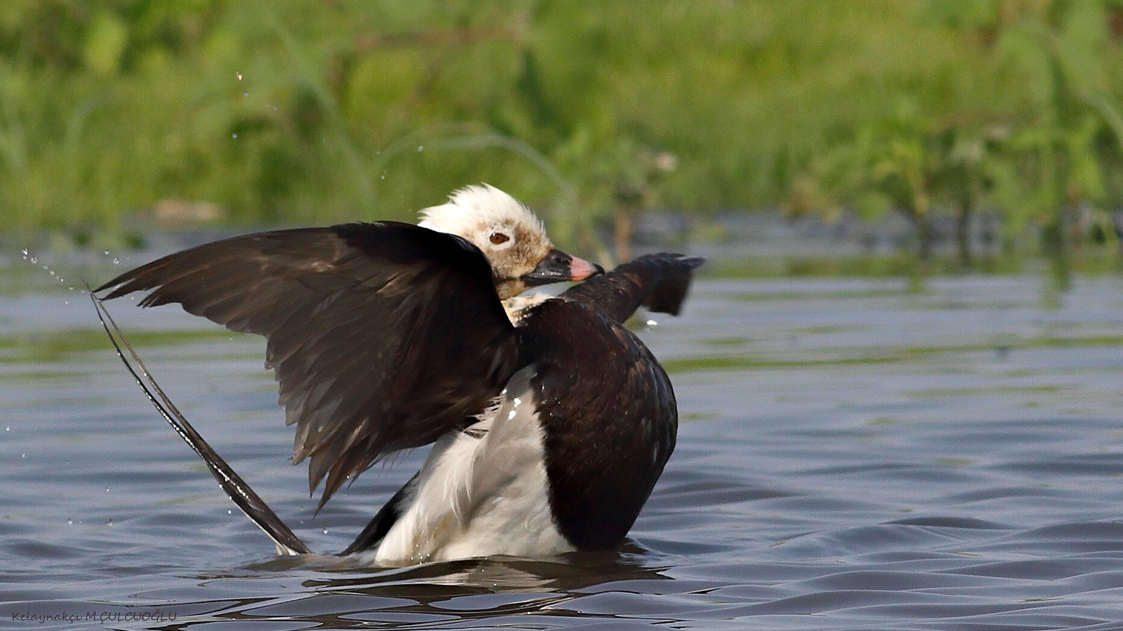 Long-tailed Duck